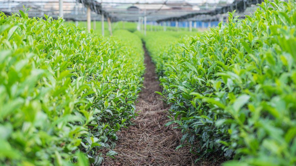 肥料起泡是什么原因？哪種消泡劑好？